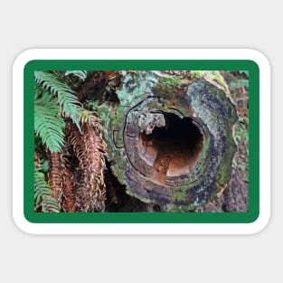 Deception Pass Hollow Log Sticker